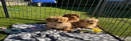 Cavapoo dogs for sale: Molly - Ad 16