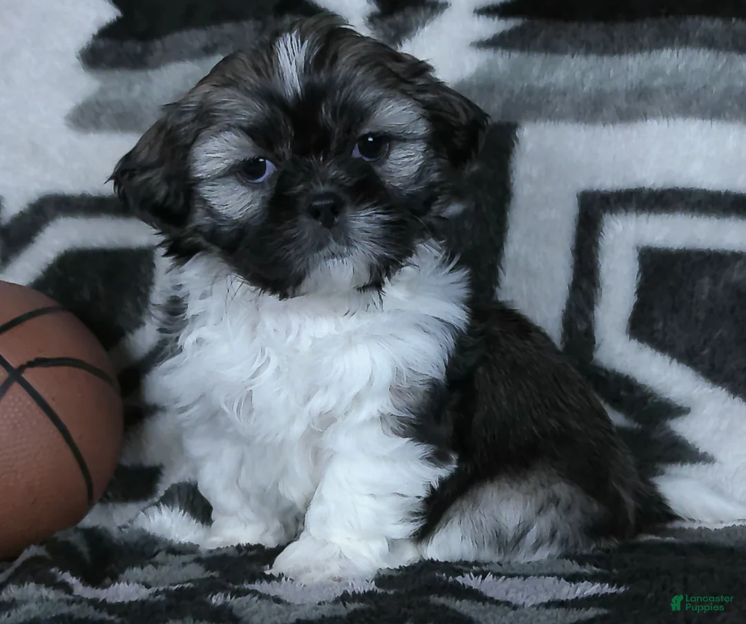 Shih Tzu dogs for sale: Kyrie - Ad 1
