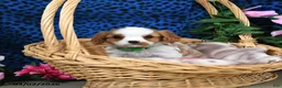 Cavalier King Charles Spaniel dogs for sale: Kermit - Ad 1