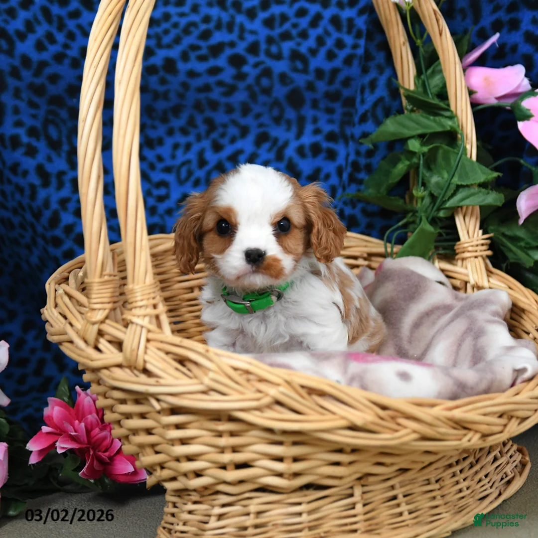 Cavalier King Charles Spaniel dogs for sale: Kermit - Ad 1