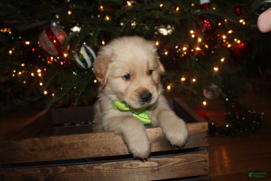 Golden Retriever dogs for sale: Golden Retriever Puppy light green - Ad 2