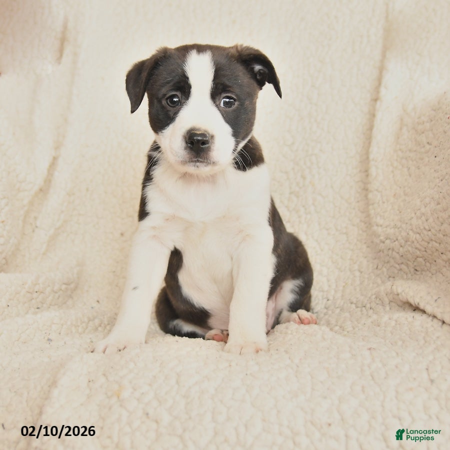 Mixed Breed dogs for sale: Megan - Ad 3