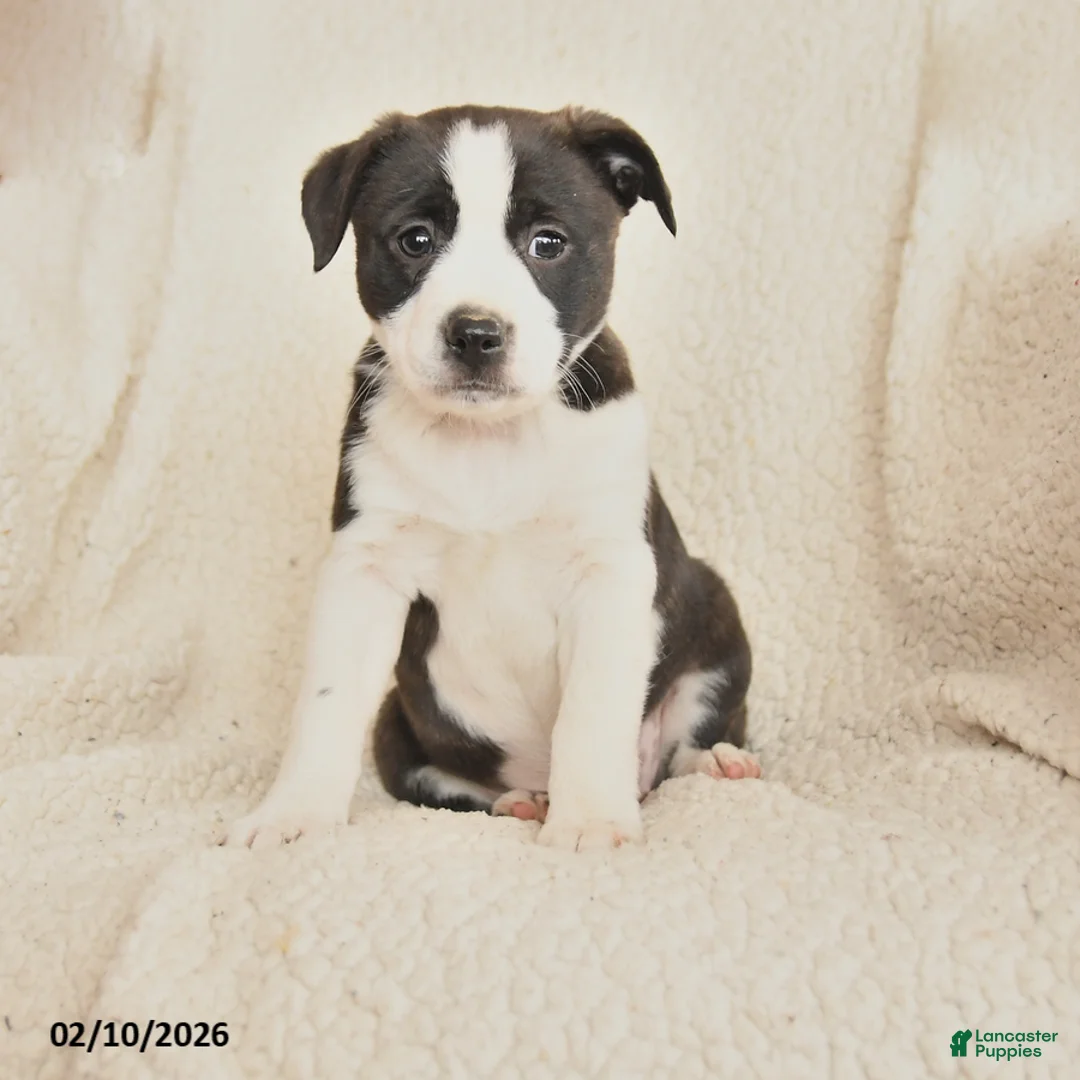 Mixed Breed dogs for sale: Megan - Ad 1