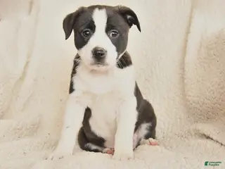 Mixed Breed dogs for sale: Megan - Ad 3