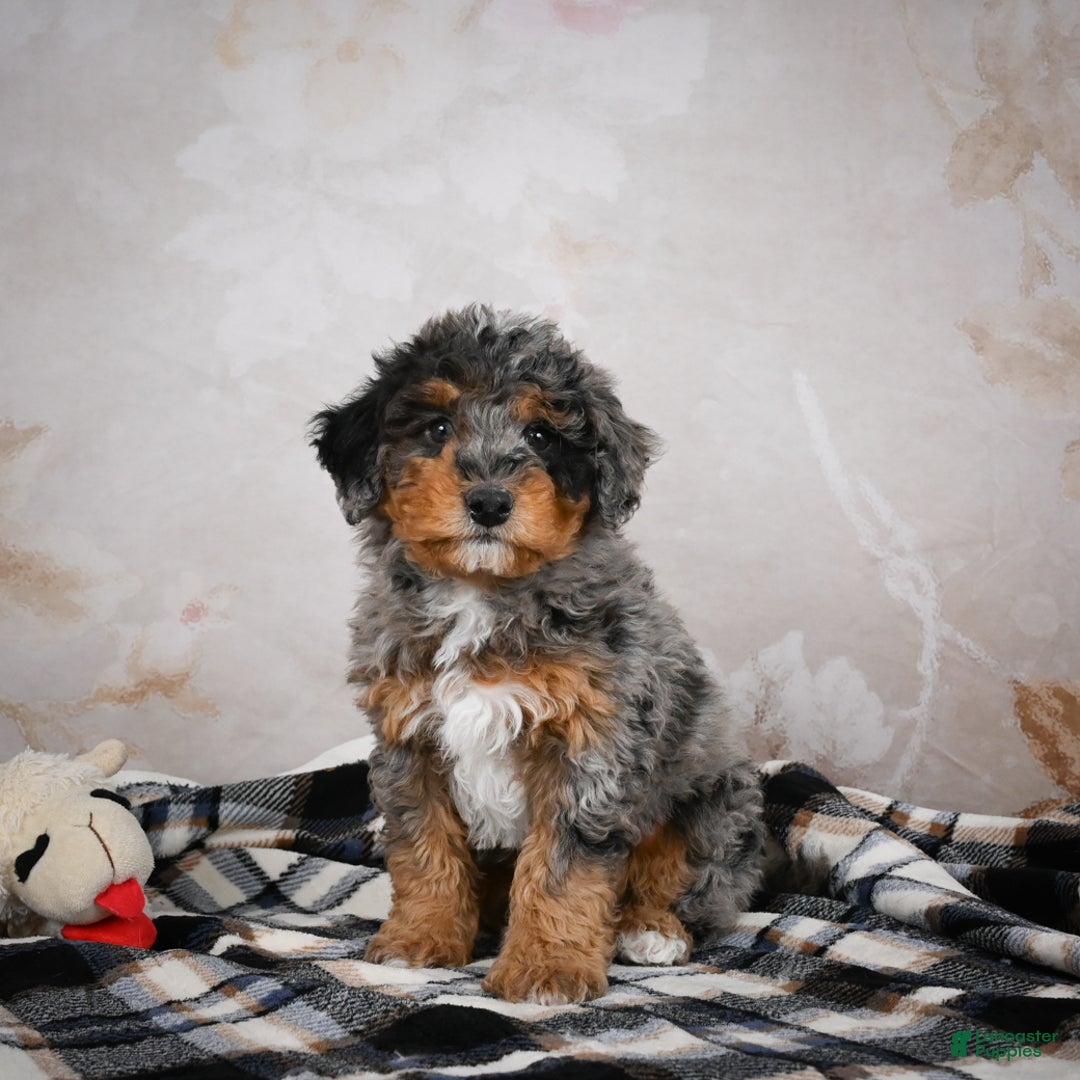 Bernedoodle dogs for sale: Murphy - Ad 3