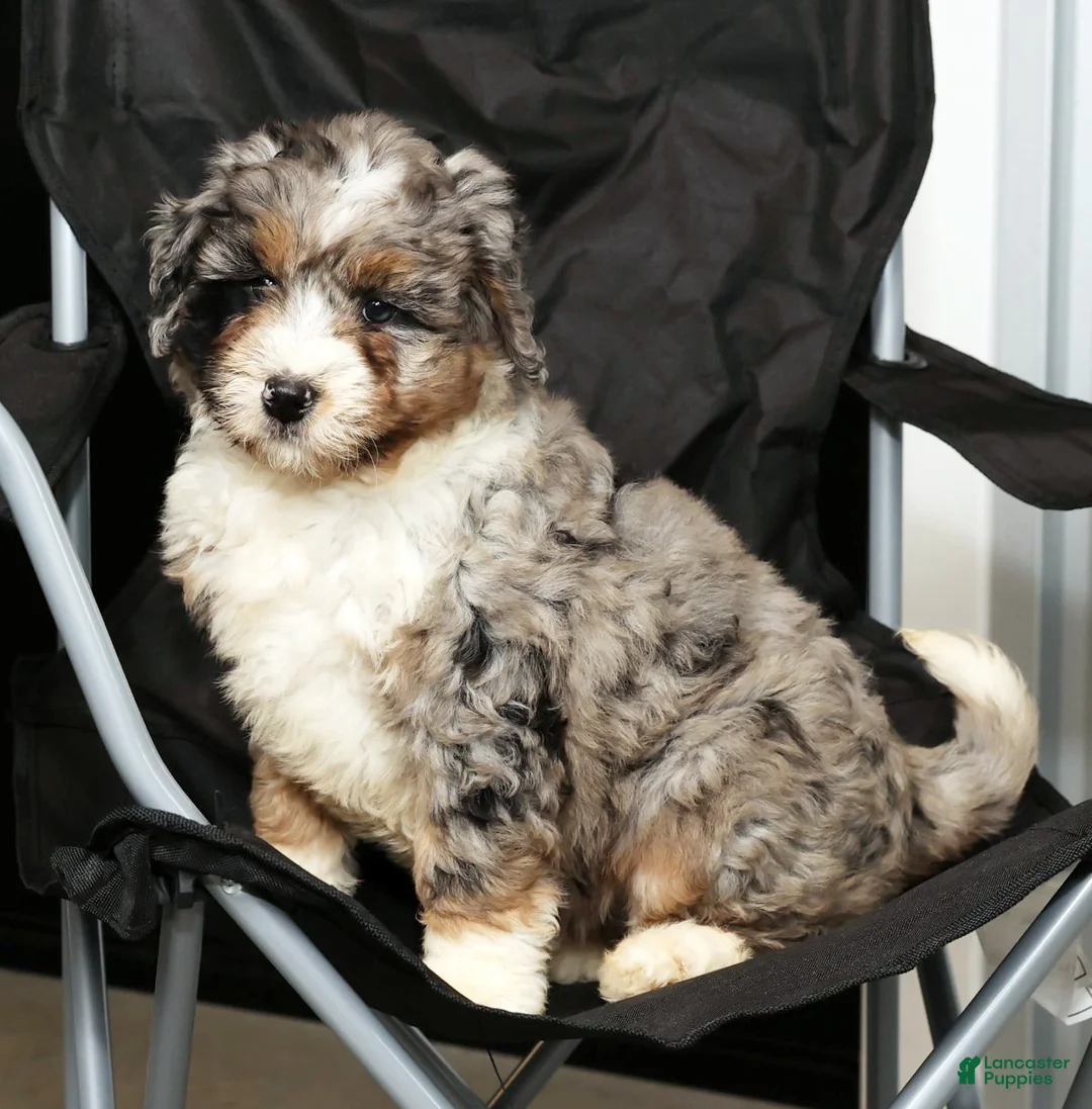 Mini Bernedoodle dogs for sale: Faith - Ad 8
