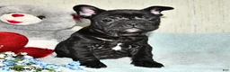French Bulldog dogs for sale: Hershey - Ad 5