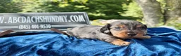 Miniature Dachshund dogs for sale: Russian dapple - Ad 2