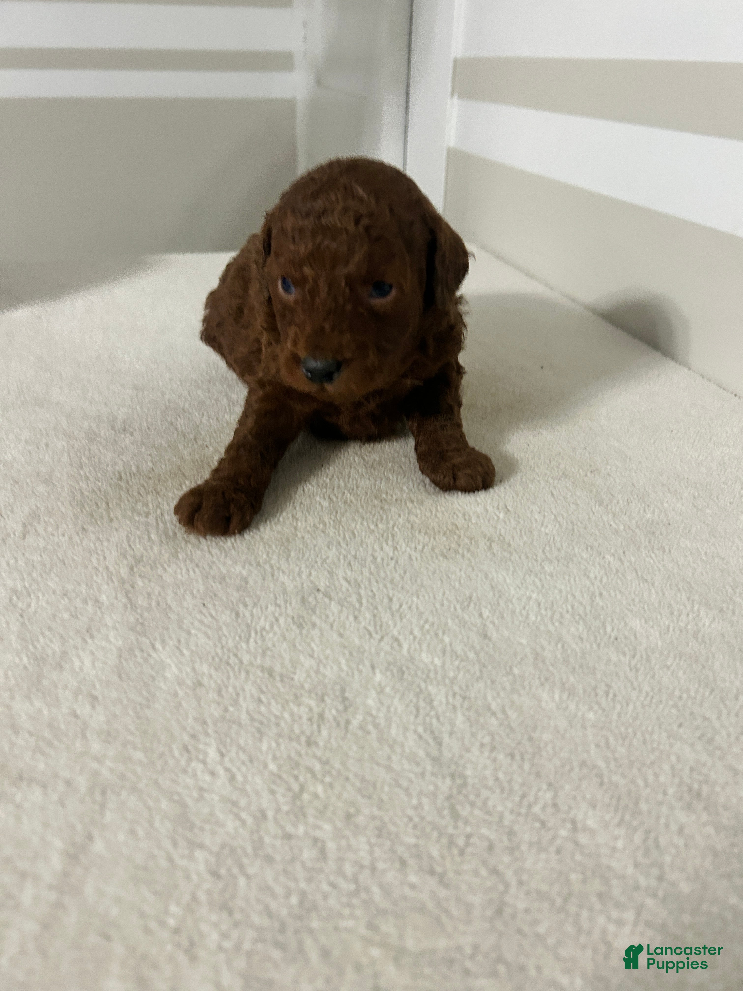 Mini Goldendoodle dogs Colton - Ad 17