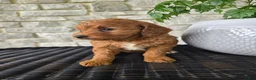 Mini Goldendoodle dogs for sale: Mini Goldendoodle Puppy 6 - Ad 6