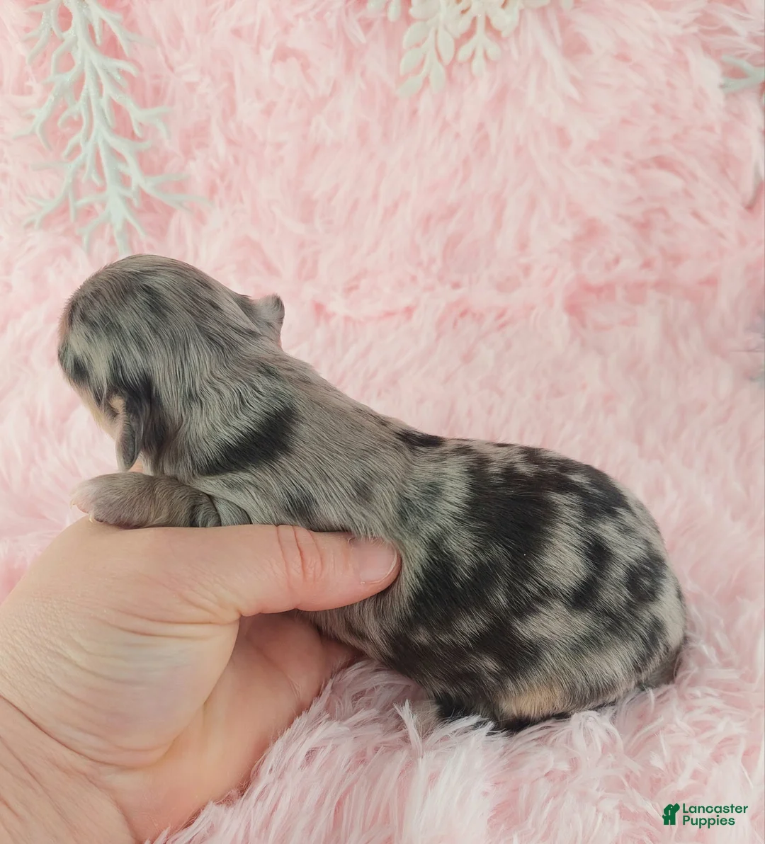 Chihuahua dogs for sale:  Priscilla - Ad 12