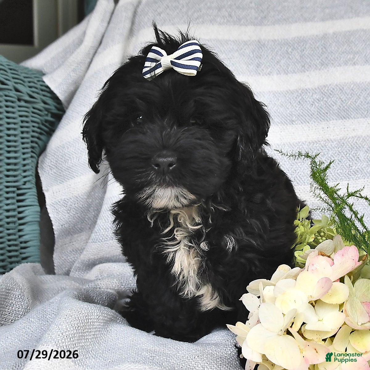 Shihpoo dogs Logan - Ad 2