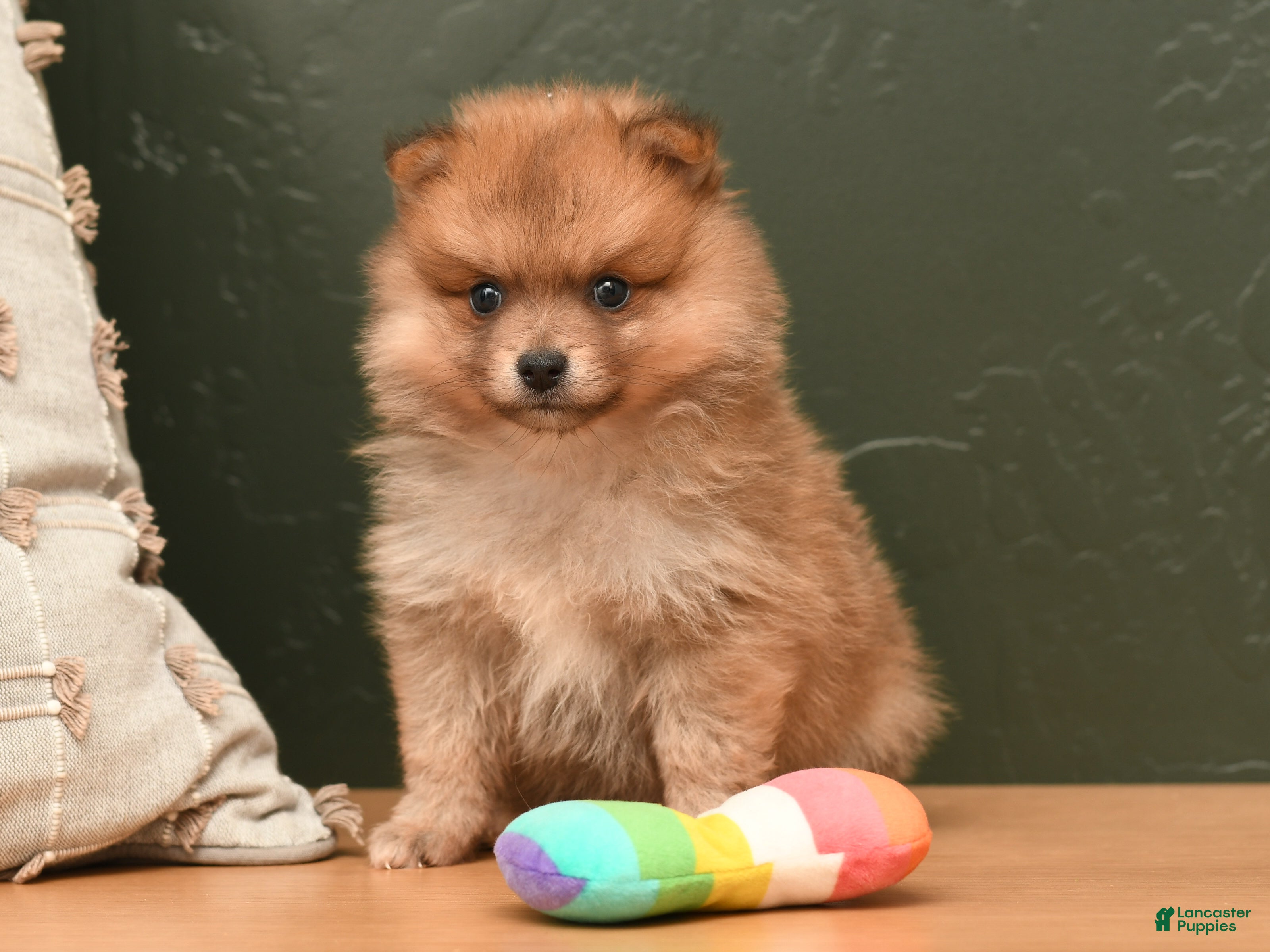 Pomeranian dogs Jill  - Ad 2