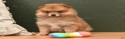 Pomeranian dogs for sale: Jill  - Ad 2