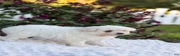 Mixed Breed dogs for sale: Pixel - Ad 4