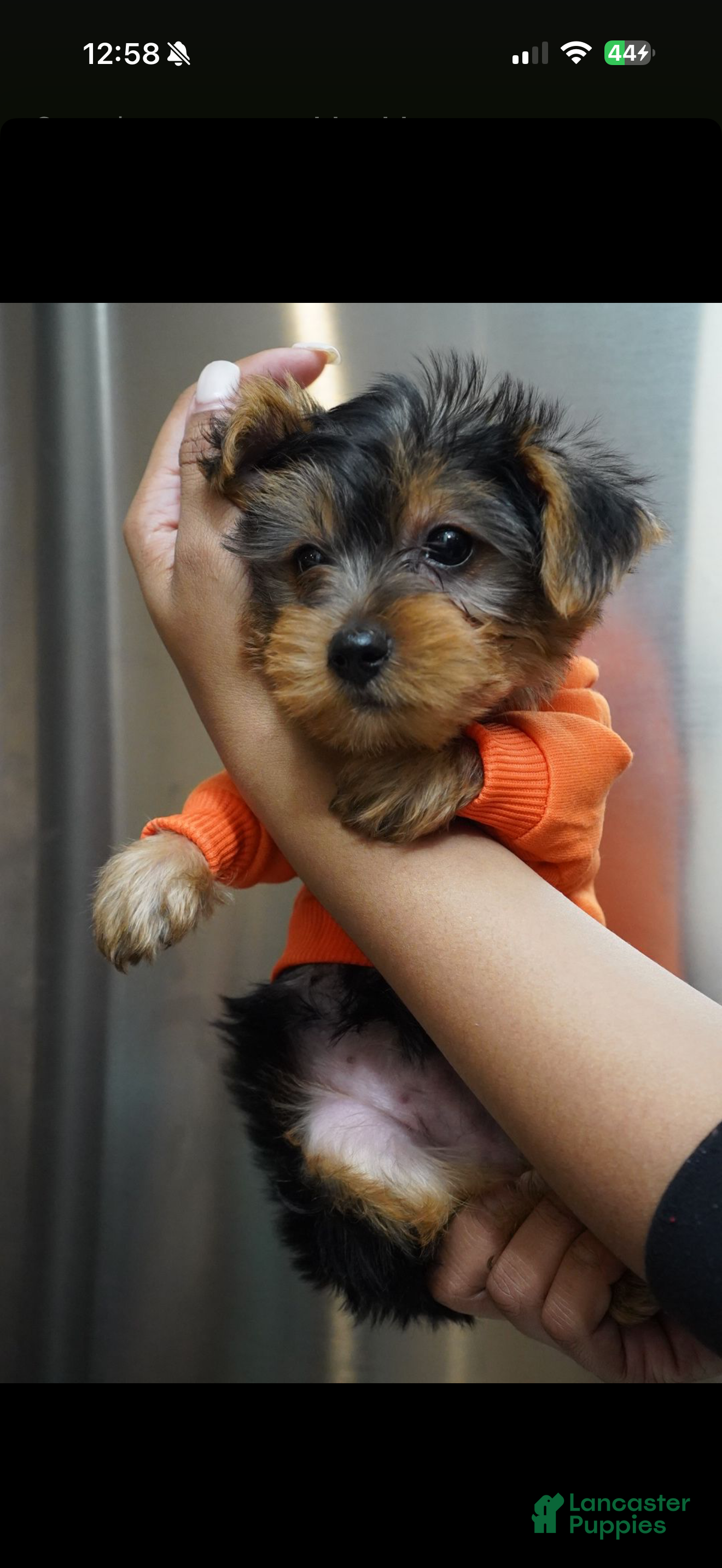 Yorkshire Terrier dogs for sale: Frost  - Ad 2