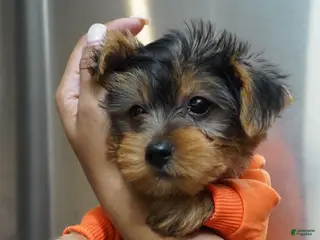 Yorkshire Terrier dogs for sale: Frost - Ad 2