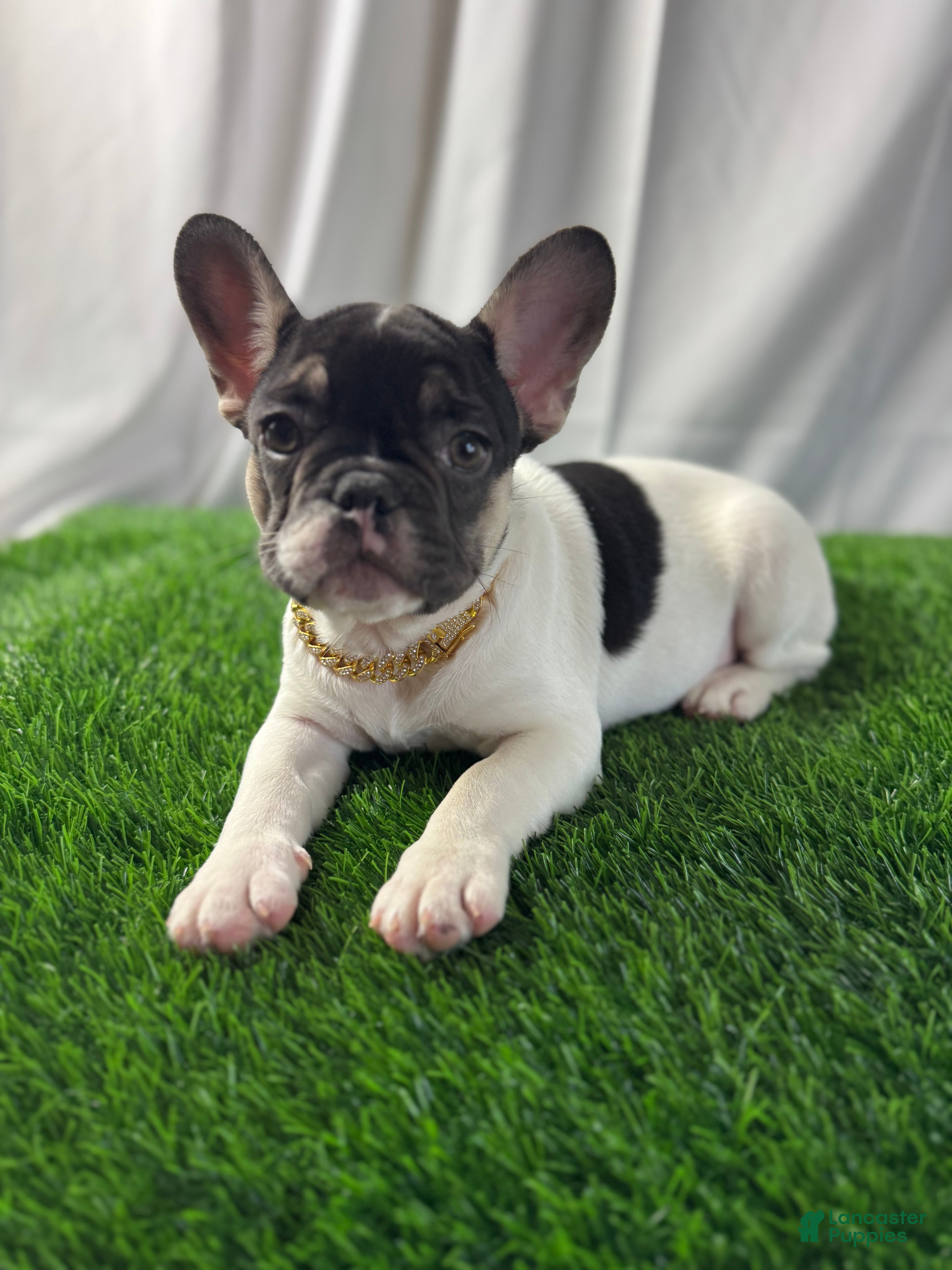 French Bulldog dogs for sale: Delilah - Ad 2