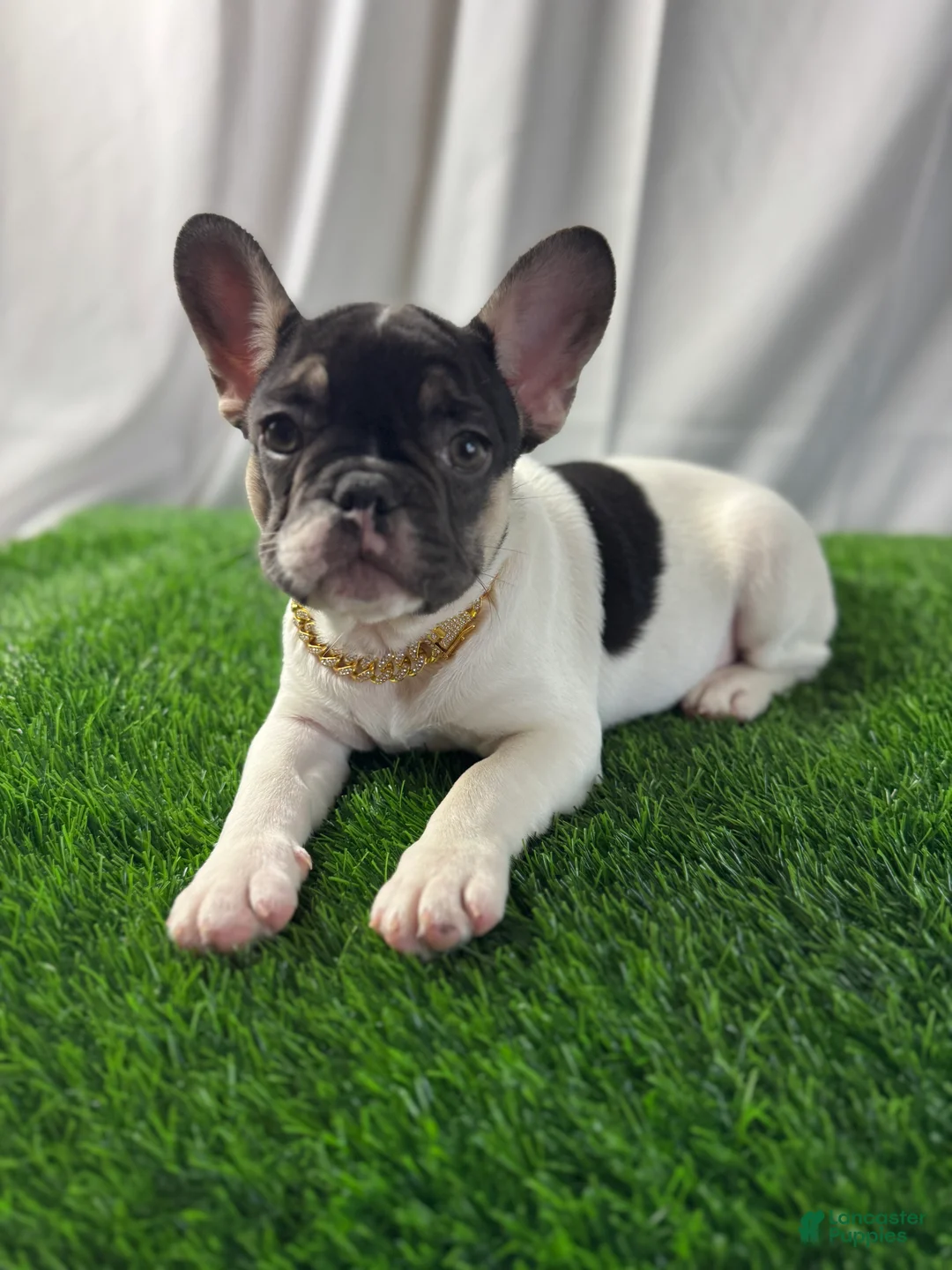 French Bulldog dogs for sale: Delilah - Ad 1
