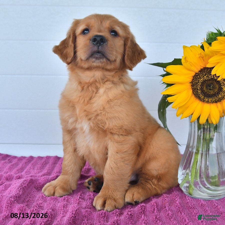 Golden Retriever dogs for sale: Caleb - Ad 3
