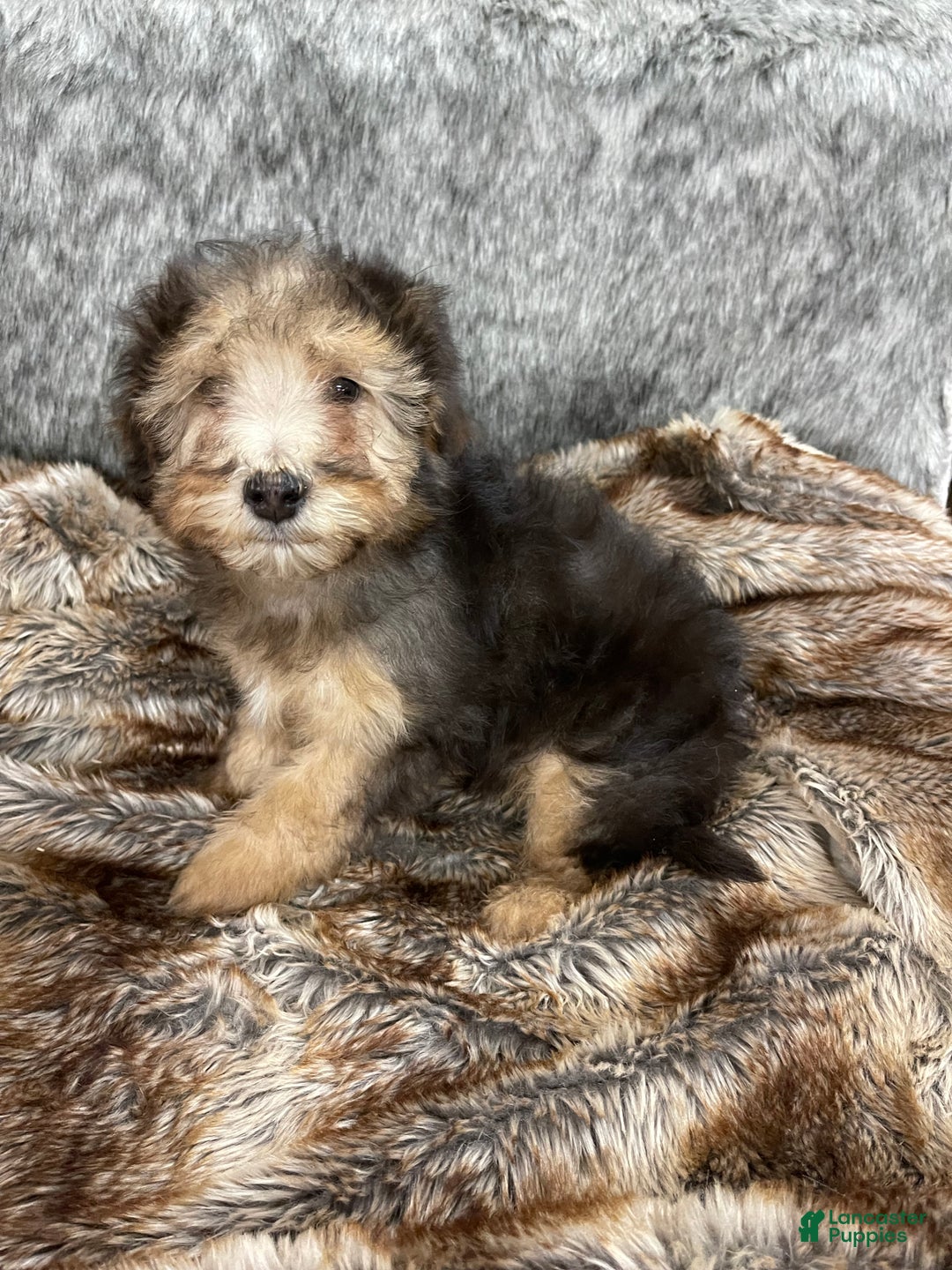 Mini Bernedoodle dogs for sale: “Chevy” Sable male - Ad 5