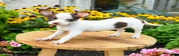 Chihuahua dogs for sale: Peatrie - Ad 2