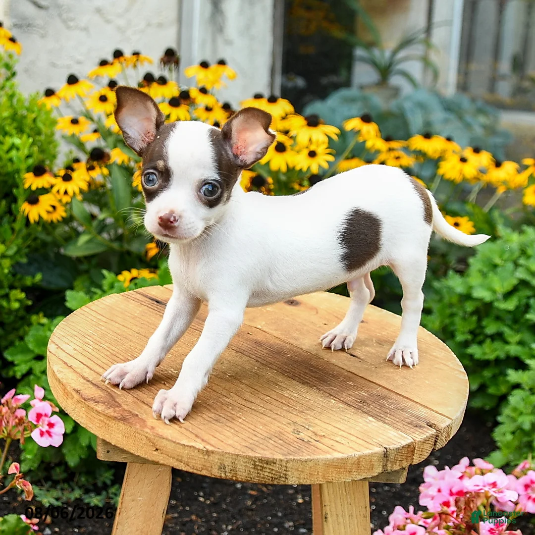Chihuahua dogs for sale: Peatrie - Ad 2