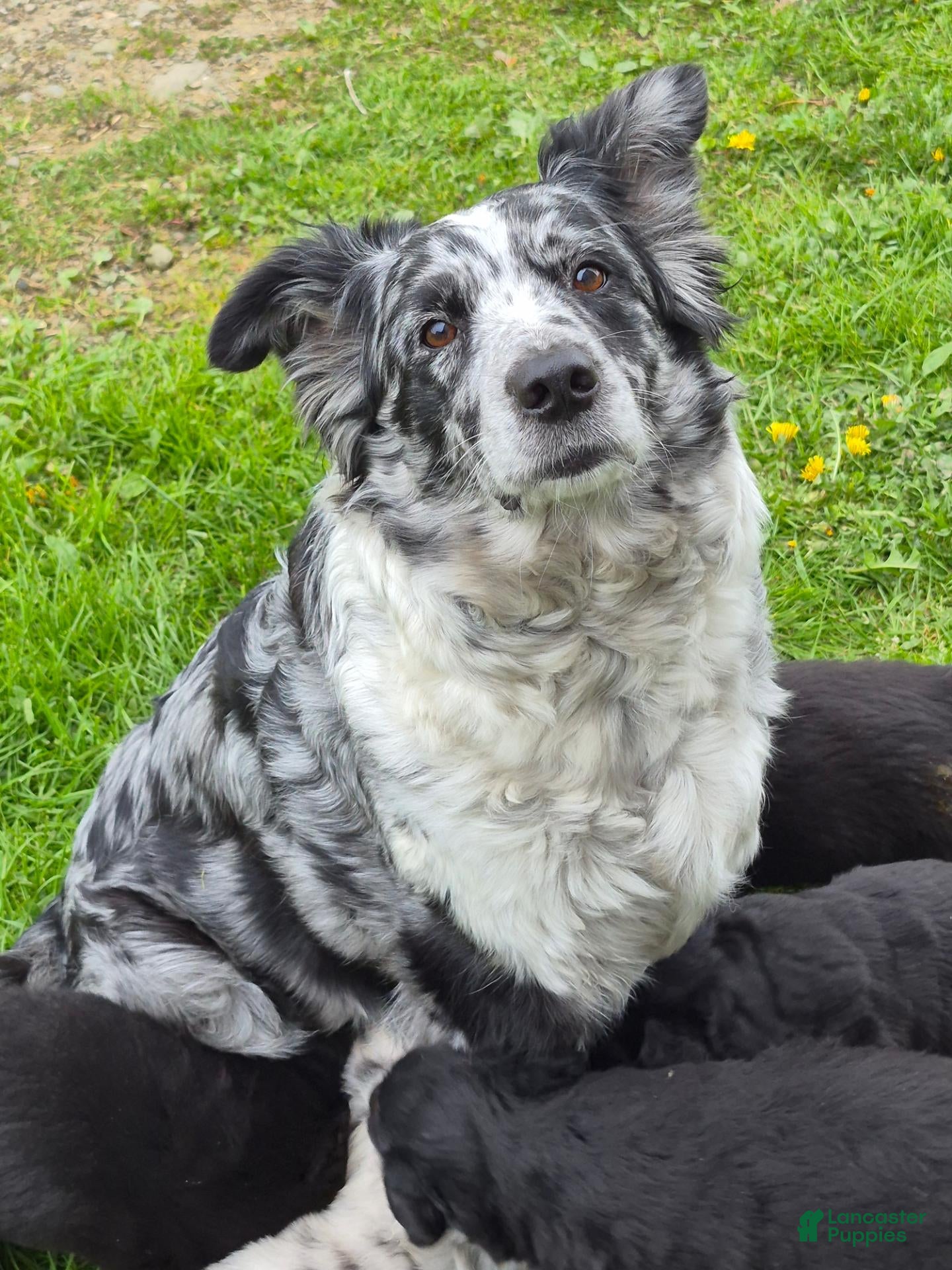 Australian Shepherd dogs Australian Shepherd 2 - Ad 2