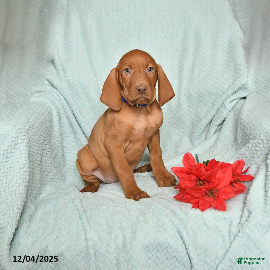 Vizsla dogs Rex - Ad 5