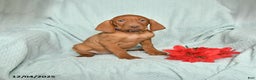 Vizsla dogs for sale: Rex - Ad 1