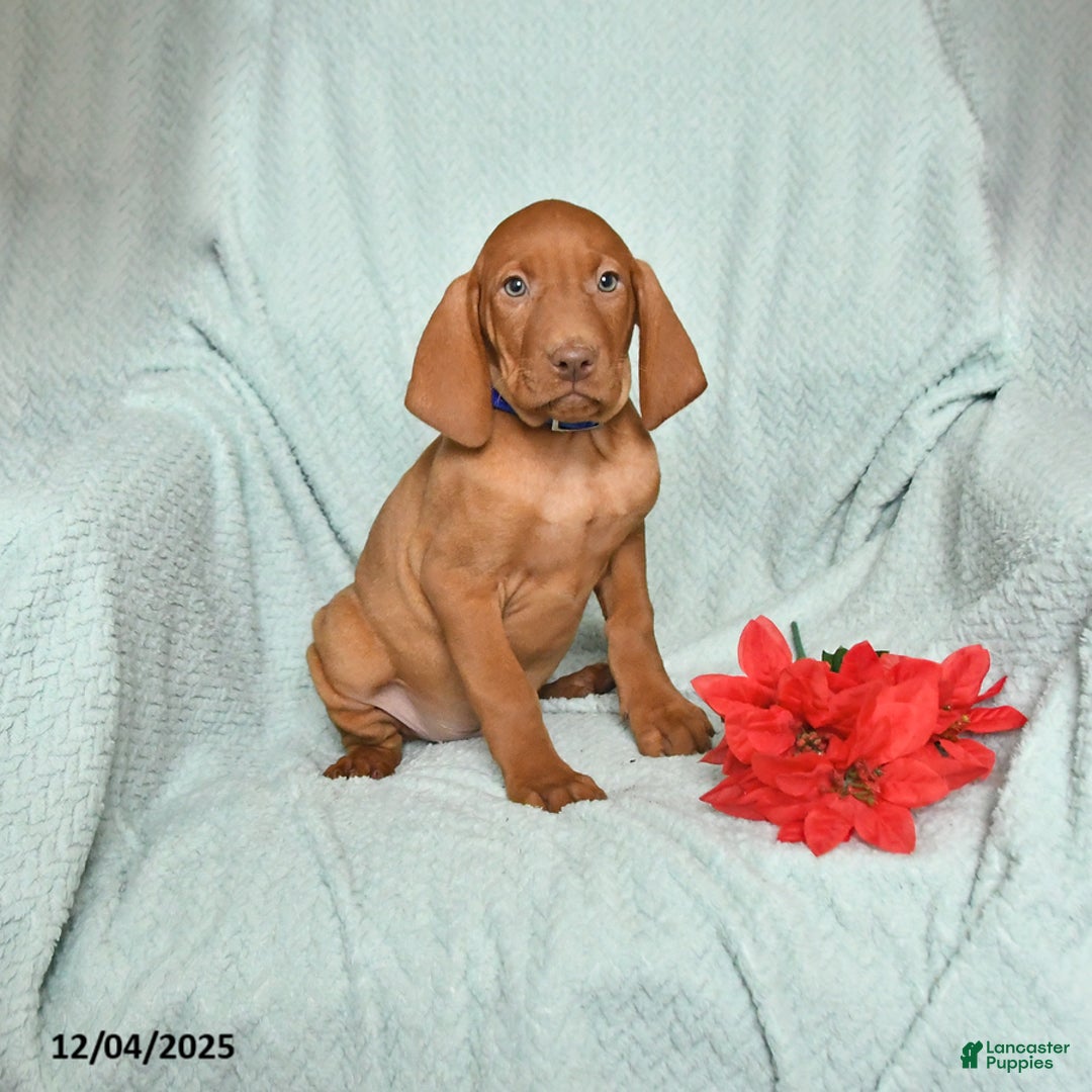 Vizsla dogs for sale: Rex - Ad 1