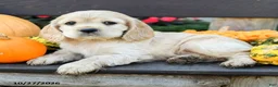 English Cocker Spaniel dogs for sale: Hazel - Ad 5