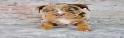 Beabull dogs for sale: Gwen - Ad 6
