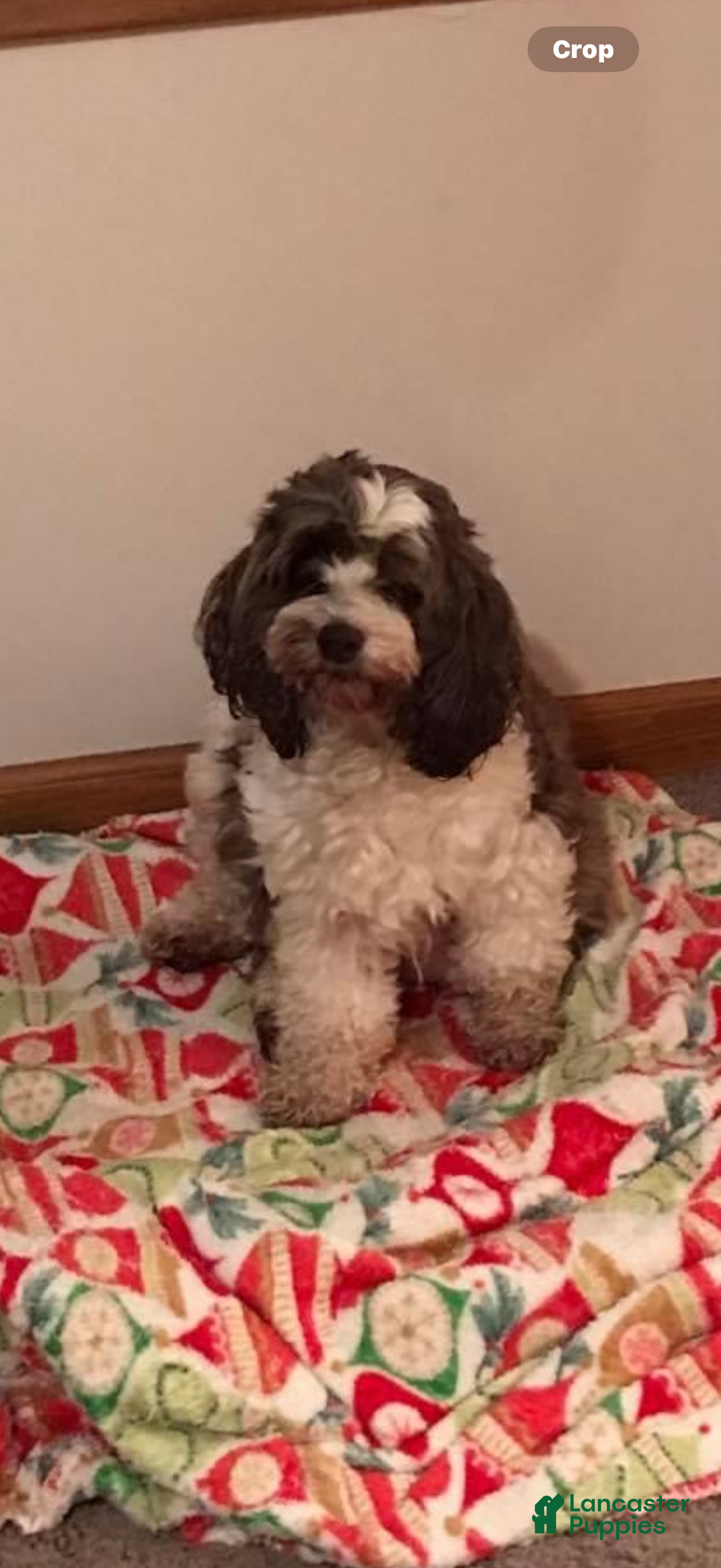 Cockapoo dogs for sale: Cockapoo Puppy 2 - Ad 2