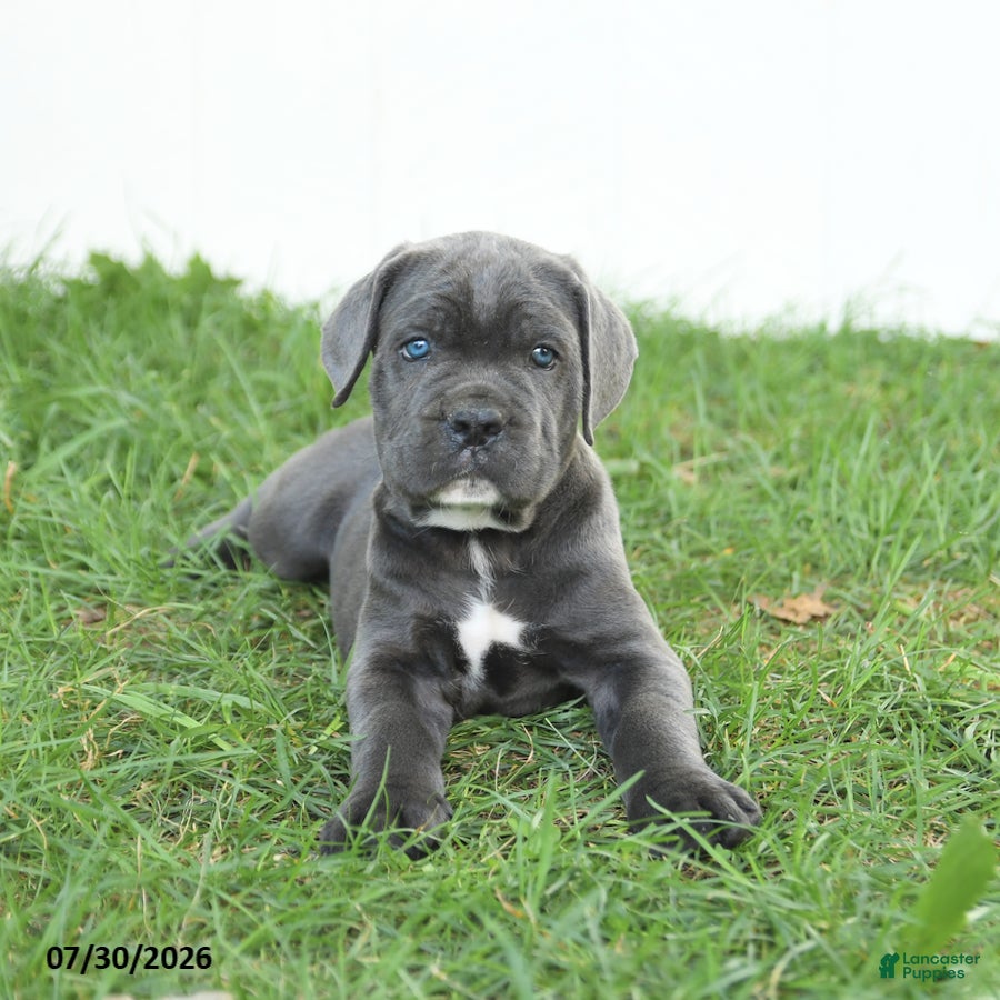 Cane Corso dogs Russell - Ad 2