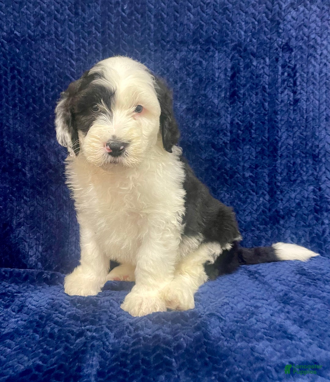 Sheepadoodle dogs for sale: Milo - Ad 1