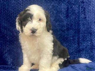 Sheepadoodle dogs Milo - Ad 23