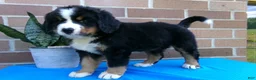 Bernese Mountain Dog dogs for sale: Tulip - Ad 7