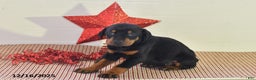 Doberman Pinscher dogs for sale: Bailey - Ad 2