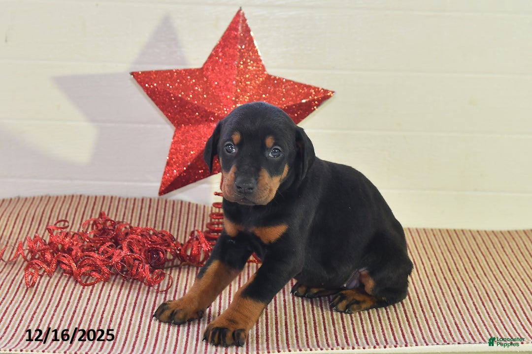 Doberman Pinscher dogs for sale: Bailey - Ad 2