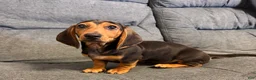 Miniature Dachshund dogs for sale: Henry - Ad 3
