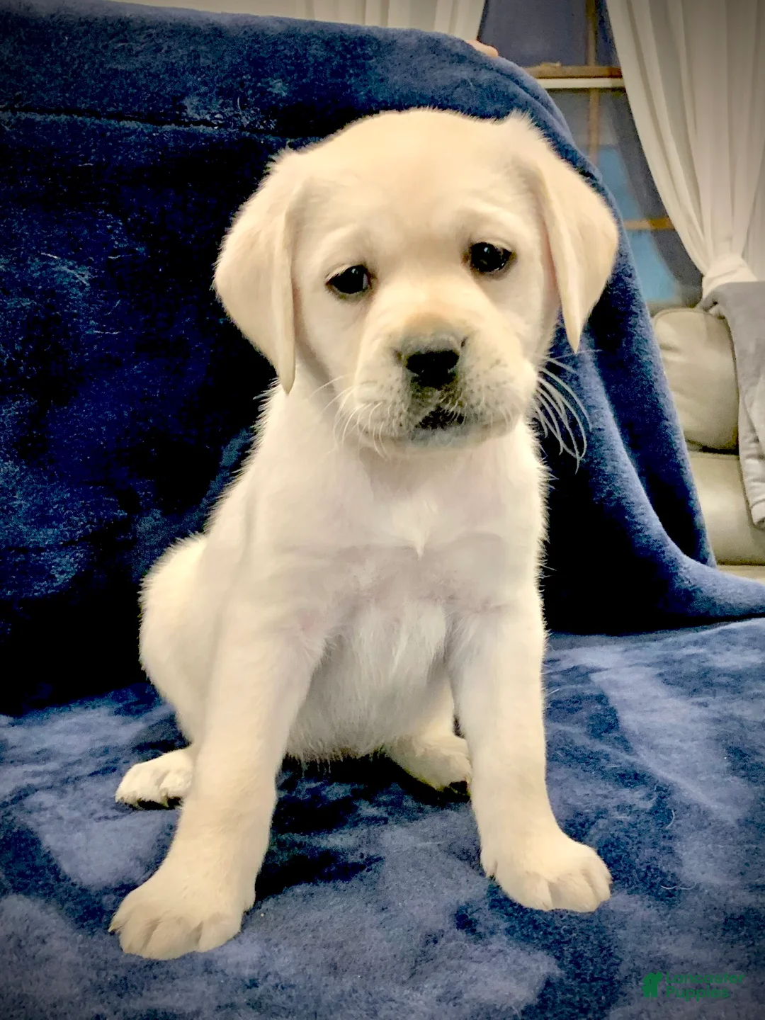 Labrador Retriever dogs for sale: River - Ad 4