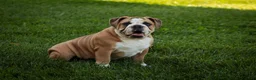 English Bulldog dogs for sale: Dream English Bulldog leash trained and crate training in progress - Ad 4