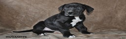 Great Dane dogs for sale: Jasper - Ad 2