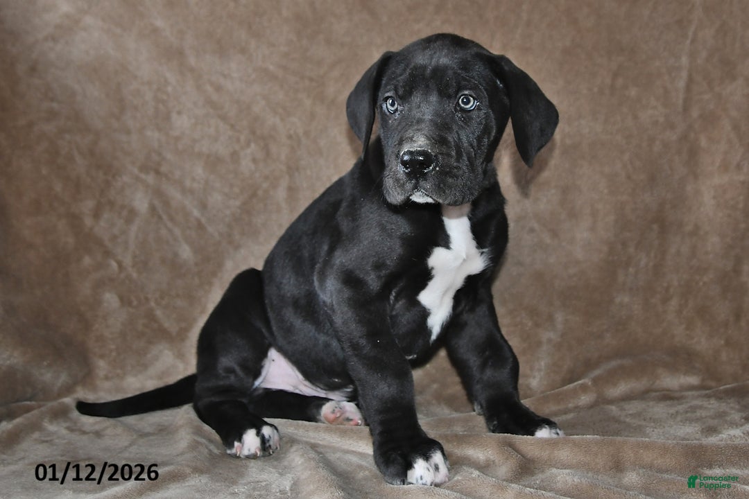 Great Dane dogs for sale: Jasper - Ad 2
