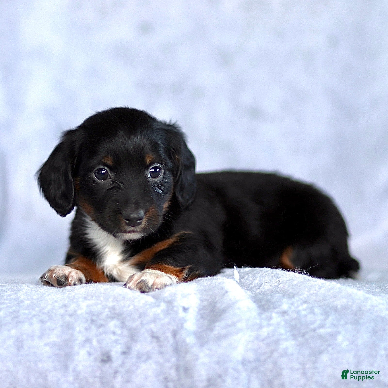 Dachshund dogs Kai - Ad 2