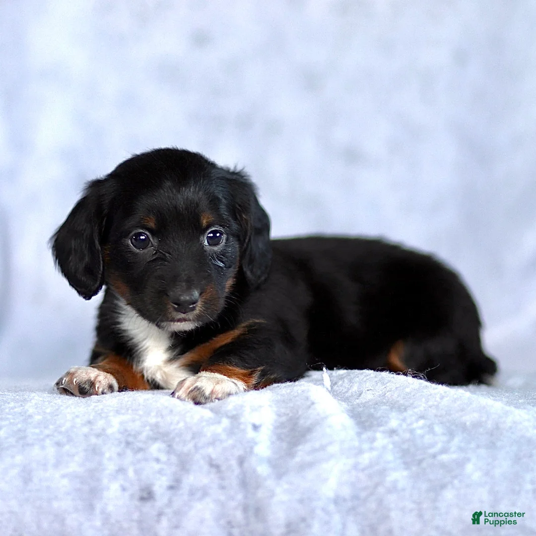 Dachshund dogs for sale: Kai - Ad 2