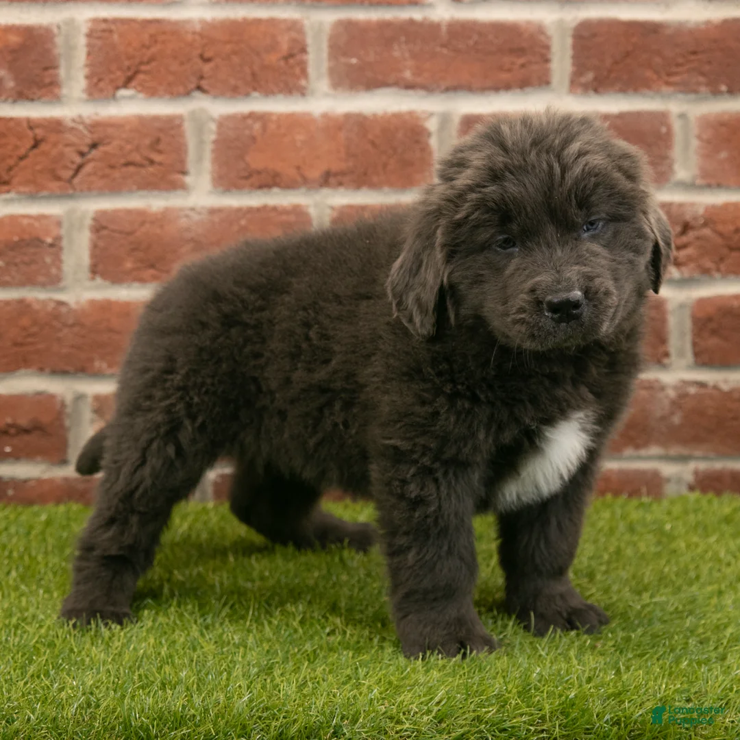 Newfoundland dogs for sale: Chester - Ad 2