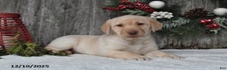 Labrador Retriever dogs for sale: Maggie - Ad 5
