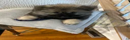 Keeshond dogs for sale: Bear - Ad 3